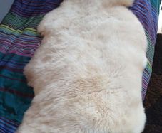 Genuine Sheepskin