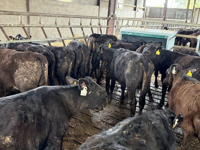 Aberdeen Angus Heifers