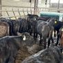 Aberdeen Angus Heifers Image 3