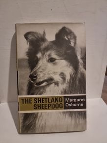 The Shetland Sheep dog.