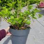 plant Image 4