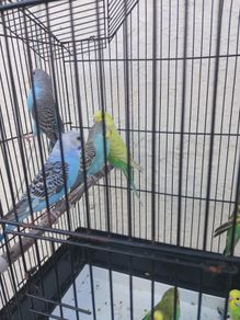 bird cage