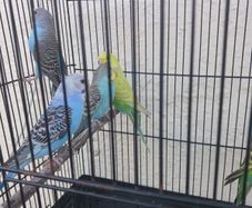 bird cage
