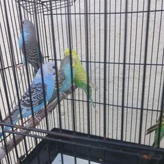 bird cage