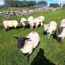Hoggets for sale Image 2