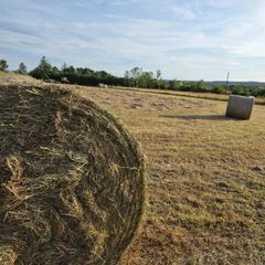 Hay round bales