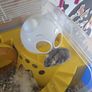 hamster Image 3