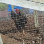 Rooster Image 2