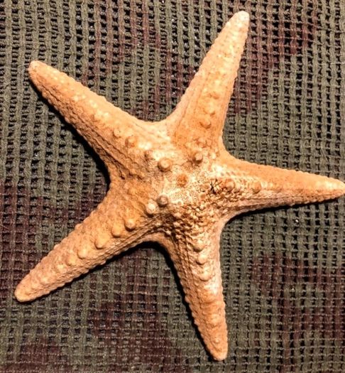 Sea star taxidermy 18cm