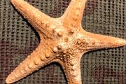 Sea star taxidermy 18cm