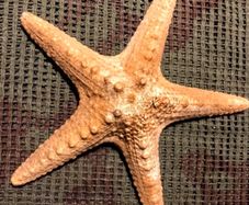 Sea star taxidermy 18cm