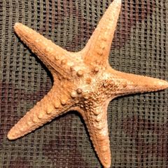 Sea star taxidermy 18cm