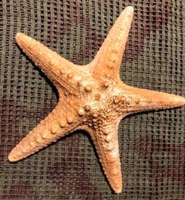 Sea star taxidermy 18cm