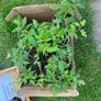 Tomato's, Chilli's, French beans Image 7