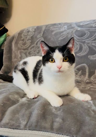 Adaption Cat Cats for adoption in Dublin 18, Dublin from bogdanmihai
