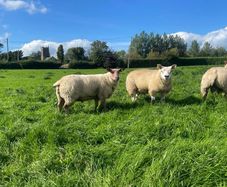 Texel/ Rouge Rams