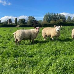 Texel/ Rouge Rams