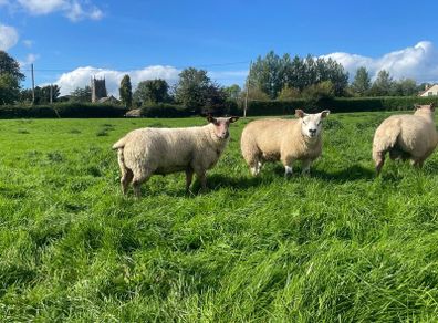 Texel/ Rouge Rams