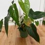 Anthurium red plant Image 2