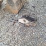 Tighe 3ft digger bucket suit 3cx or jcb 8 ton Image 9