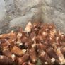 lovely hens Image 5