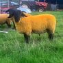 Suffolk Ram lambs Image 5
