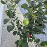 Apple trees Image 2