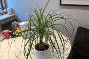 Ponytail Palm Beaucarnea recurvata