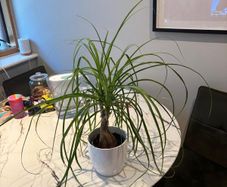 Ponytail Palm Beaucarnea recurvata