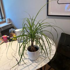 Ponytail Palm Beaucarnea recurvata