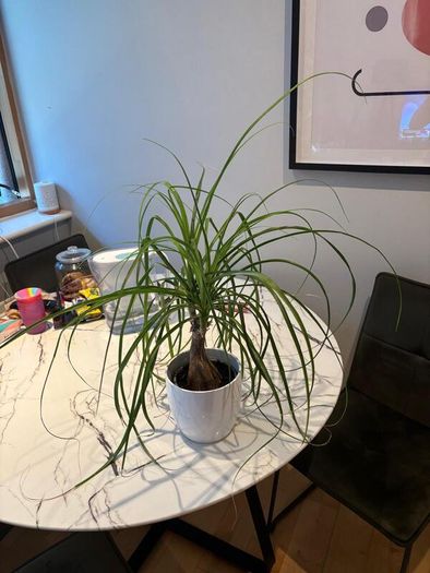 Ponytail Palm Beaucarnea recurvata