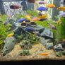 Aquarium with fish and full equipment Image 3