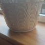 Mammillaria gracilis fragilis, Thimble cactus in ceramic pot. Image 7