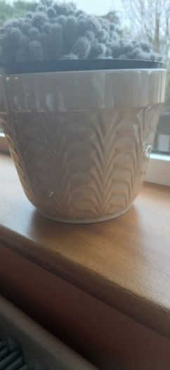 Mammillaria gracilis fragilis, Thimble cactus in ceramic pot.
