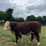 Hereford Bull Image 7