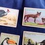 Collector Cards. Chivers Wild Wisdom in Africa Cards. Image 3