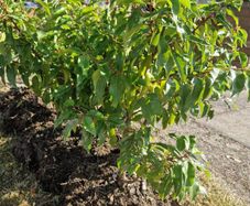 Portuguese Laurel hedging