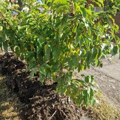 Portuguese Laurel hedging