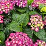 Large Hydrangea Plants Image 6