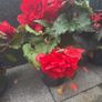 begonia Image 2
