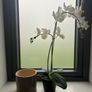 IKEA Artificial Plant + Pot Image 3