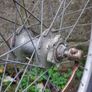 26'' front bike wheel Image 2