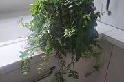 Aeschynanthus Hybrid