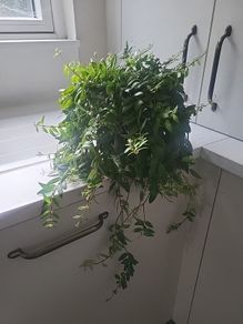 Aeschynanthus Hybrid