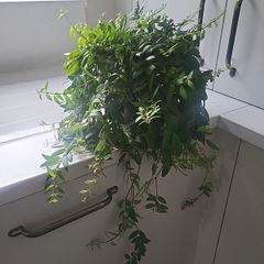 Aeschynanthus Hybrid
