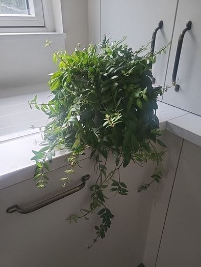 Aeschynanthus Hybrid