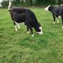 Livestock Image 6