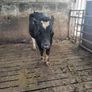 Vasectomised bull Image 2