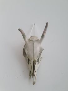 Deer Skull
