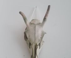 Deer Skull